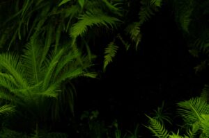 welcome_to_the_jungle